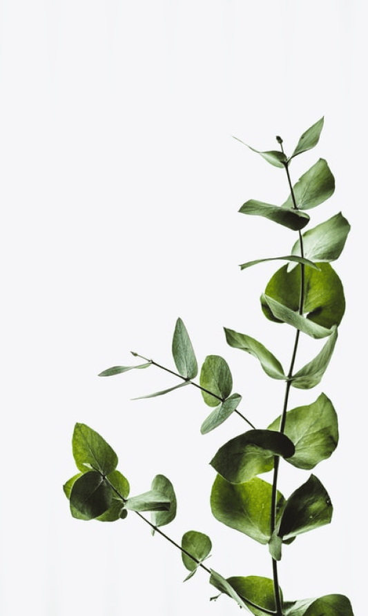 A single eucalyptus branch with green leaves is shown against a plain white background.