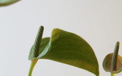 Expanding patient rights legislation in Belgium: Response to Open Consultation on Patient Rights Legislation in Belgium