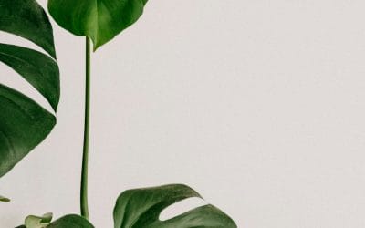 PA-AP Reacts to Belgian Diabetes Liga call to limit Ozempic for diabetes patients