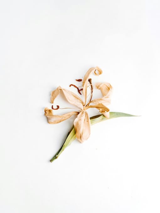A single wilted lily flower with dried petals and one green leaf lying on a white background.