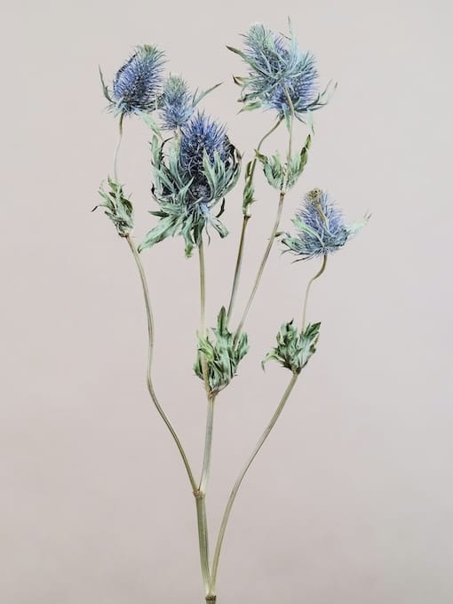 feey-oZRuguIY7Yk-unsplash A close-up of a thistle branch with multiple spiky, purple-blue flowers and green leaves against a plain, light background.