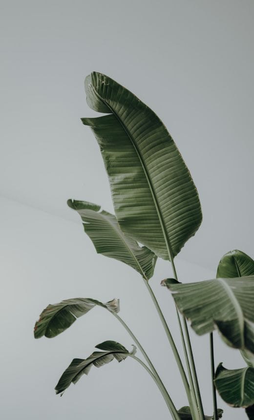 Large green tropical leaves of a plant set against a plain light grey background, photographed from a low angle.