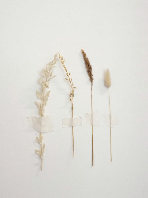 ksenia-mostovaya-reYY53ou0oA-unsplash Four dried plant stems are taped vertically to a plain white wall with pieces of transparent tape.