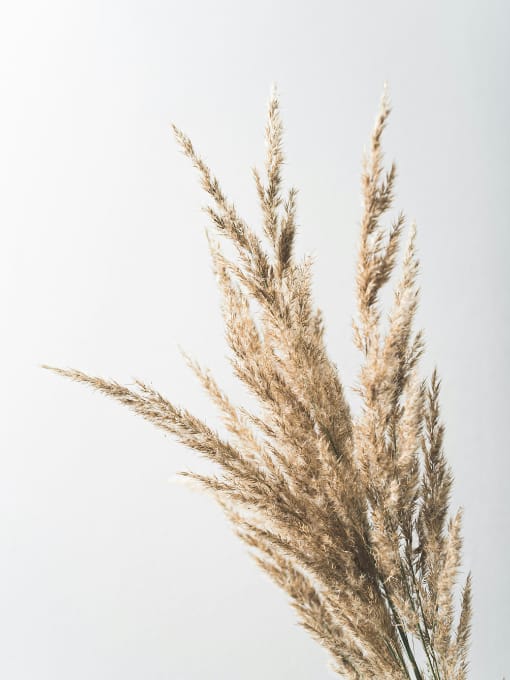 A bundle of dried beige pampas grass against a plain white background.