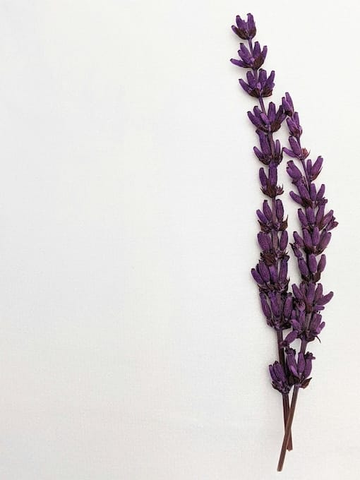 Two sprigs of purple lavender flowers placed on a plain white background.